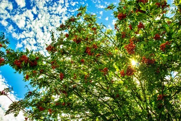 Fototapeta na wymiar grüne Blätter und rote Blüten vor blauem Himmel