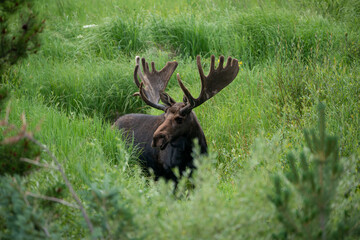 Bull moose with large antlers standing in green meadow in summer Rocky Mountains, Colorado, USA