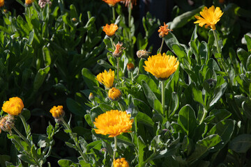 Yellow flowers background