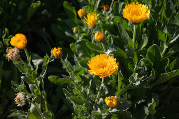 Yellow flowers background
