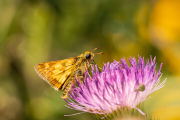 Peck's Skipper Feeding on Bull Thistle Flowers