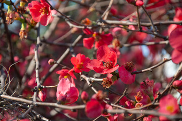 Red flowers background