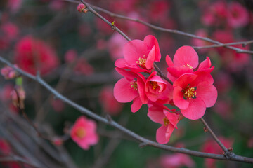 Pink flowers background