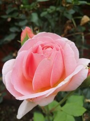 pink rose