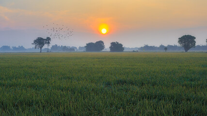 Morning at sunrise In the rice fields and thin mist in Thailand