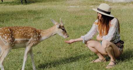 Woman feeding cute spotted deer bambi at petting zoo. Happy traveler girl enjoys socializing with...
