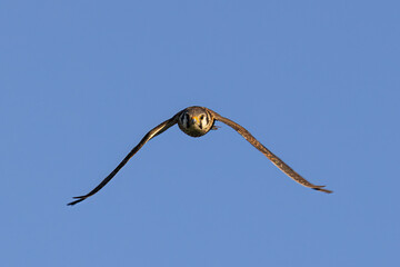 American Kestrel female in flight taken in central MN