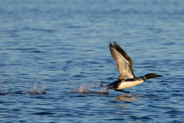Common Loon adult takening off taken in central MN