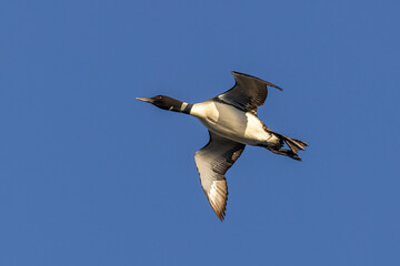 Common Loon adult in flight taken in central MN