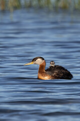 Red-necked Grebe adult with young riding on back taken in central MN