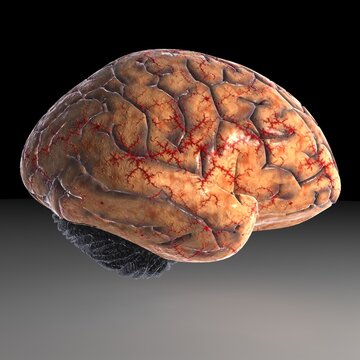 Brain