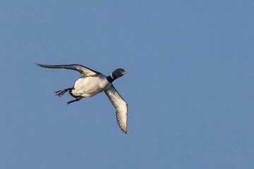 Common Loon in flight taken in central MN