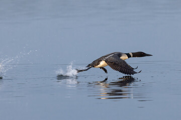 Common Loon adult taking off taken in Central MN