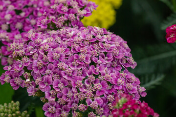 Pink Yarrow Flowers in Summer