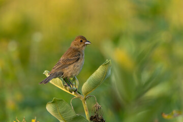 Indigo Bunting female taken in southern MN