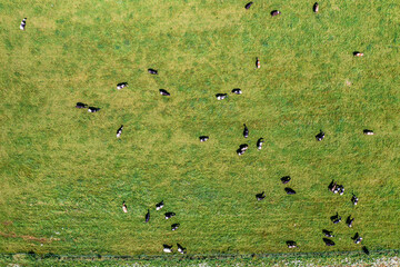 Aerial view of large herd of cows on green pasture
