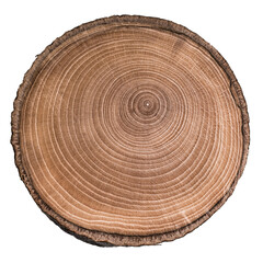 Cut, slice, section of tree wood isolated on a white background.  Macro shot of a cut tree with annual rings. Stump, trunk of an old tree. - obrazy, fototapety, plakaty