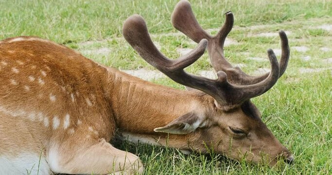 Close-up, axis deer resting on green grass in national park. Male sika deers head with antlers sleeping at petting zoo. Brown spotted deer in nature background. Beautiful wild animal on summer meadow