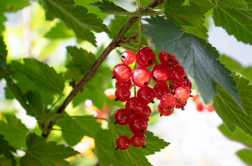 Red berries in the garden