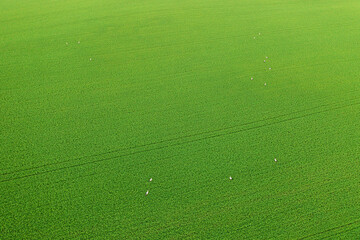 Herd of storks seeking for food on green field, lit by warm setting sun aerial landscape