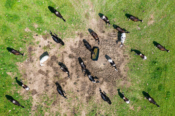 Aerial view of herd of cows by the water