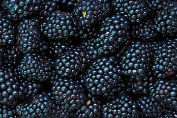 Blackberry fruits, food background. Rubus or Eubatus, black butte blackberry, bramble raspberry