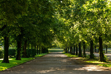 Walkway in a big garden during summer time