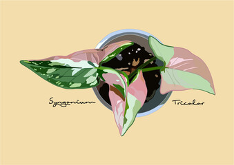 Vector Illustration of Syngonium Variegated, Syngonium Tricolors	
