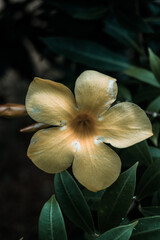 Fototapeta na wymiar Piękne naturalne tło, zbliżenie na żółty kwiat na tle zielonych liści.