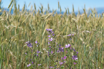 Purple wildflowers in the countryside