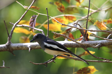 Magpie black and white bird  animal  perching on branch tree spring seasonal