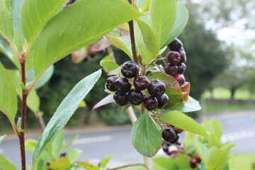 Aronia berries also known as Chokeberry due the astringency of the fruit - 449013112