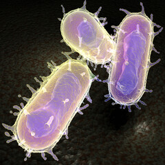 Yersinia pestis bacteria AKA plague