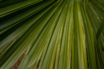 Tropikalne piękne zielone roślinne tło, zbliżenie na liście palmy. - obrazy, fototapety, plakaty