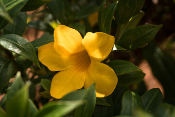 Piękne naturalne tło, zbliżenie na żółty kwiat na tle zielonych liści.