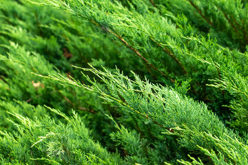 green juniper branches with visible details. background or texture