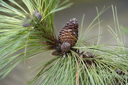Pinus ponderosa Douglas ex C.Lawson. This species is accepted, and its native range is SW. Canada to N. Mexico. Pinaceae family.