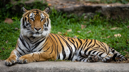 Fototapeta na wymiar tiger lying in the park