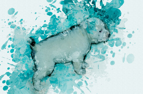 Cute white puppy with a black nose. Three-month-old Turkmen Alab