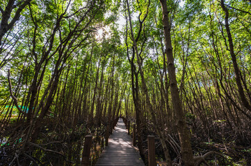 Fototapeta na wymiar chanthaburi,thailand-28 nov 2020:Wooden bridge walkway at Kung krabaen bay Mangrove forest at chanthaburi city thailand.