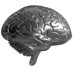 silver brain