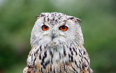 Siberian eagle owl close up head shots