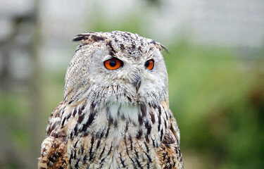 Siberian eagle owl close up head shots