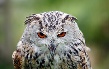 Siberian eagle owl close up head shots
