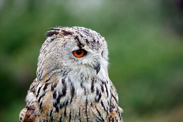 Siberian eagle owl close up head shots