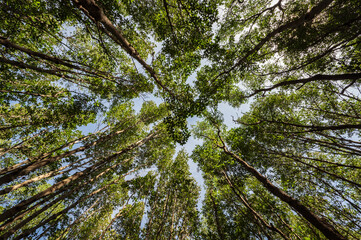 worm eye view with the trees in the deep forest