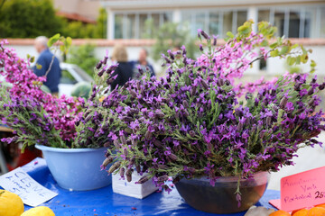 nature Karabaşotu at the village market stall