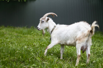Cute young goat with horns grazing in a meadow