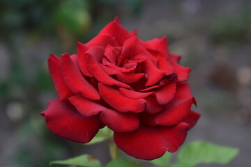 flowers in the garden, a red rose bloomed