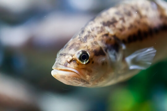 Gobio gobio, or the gudgeon fish close up